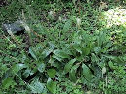 Attēlu rezultāti vaicājumam “Plantago media”