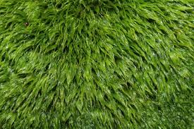 Attēlu rezultāti vaicājumam “Dicranum montanum”