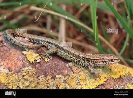 Attēlu rezultāti vaicājumam “Lacerta vivipara”