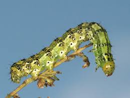 Attēlu rezultāti vaicājumam “Protoschinia scutosa”