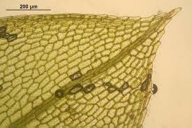 Attēlu rezultāti vaicājumam “Physcomitrium pyriforme sporophyte”