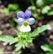Attēlu rezultāti vaicājumam “Viola tricolor subsp. curtisii bud”
