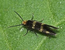 Attēlu rezultāti vaicājumam “Micropterix aureatella”