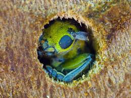 Attēlu rezultāti vaicājumam “Saperda scalaris”