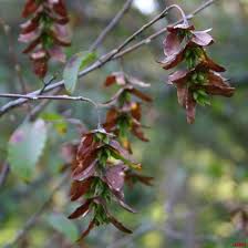 Attēlu rezultāti vaicājumam “Carpinus caroliniana”