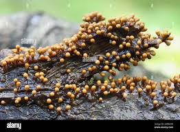 Attēlu rezultāti vaicājumam “Trichia varia”