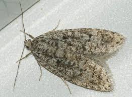 Attēlu rezultāti vaicājumam “Semioscopis oculella”