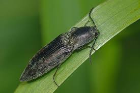 Attēlu rezultāti vaicājumam “Actenicerus sjaelandicus”