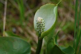 Attēlu rezultāti vaicājumam “Calla palustris leaf”