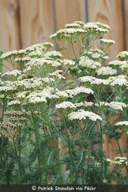Attēlu rezultāti vaicājumam “Achillea millefolium flower”