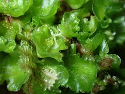 Attēlu rezultāti vaicājumam “Moerckia hibernica”