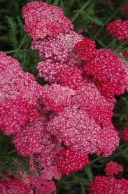 Attēlu rezultāti vaicājumam “Achillea salicifolia flower”