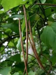 Attēlu rezultāti vaicājumam “Catalpa ovata fruit”