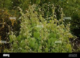 Attēlu rezultāti vaicājumam “Menispermum dauricum fruit”