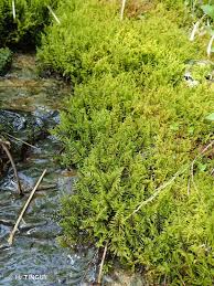 Attēlu rezultāti vaicājumam “Palustriella”