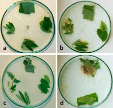 Attēlu rezultāti vaicājumam “Boloria eunomia underside”