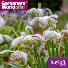 Attēlu rezultāti vaicājumam “Galanthus nivalis flower”