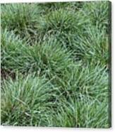 Attēlu rezultāti vaicājumam “Sesleria caerulea fruit”