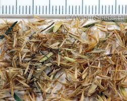 Attēlu rezultāti vaicājumam “Trisetum flavescens flower”