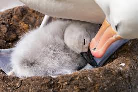 Image result for albatross dead chick