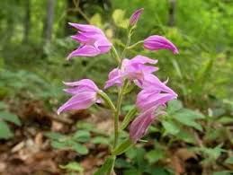 Attēlu rezultāti vaicājumam “Cephalanthera rubra leaf”