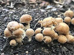 Attēlu rezultāti vaicājumam “Psathyrella sp.”