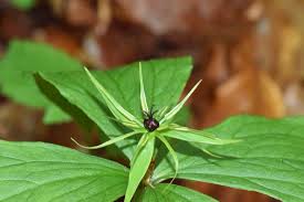 Attēlu rezultāti vaicājumam “Paris quadrifolia”