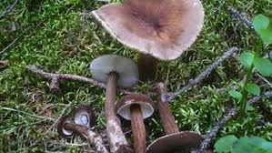 Attēlu rezultāti vaicājumam “Lignydium muscorum macro”