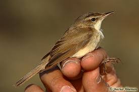 Image result for Acrocephalus agricola