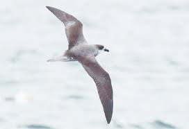 Image result for Pterodroma feae