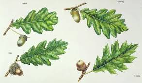 Attēlu rezultāti vaicājumam “Quercus robur leaf”