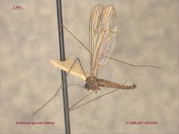 Attēlu rezultāti vaicājumam “Trichocera”