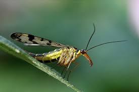 Attēlu rezultāti vaicājumam “Panorpa communis imago”