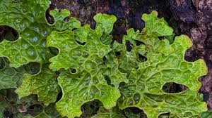 Attēlu rezultāti vaicājumam “Lobaria pulmonaria”