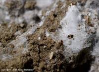 Attēlu rezultāti vaicājumam “Athelia arachnoidea”