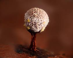 Attēlu rezultāti vaicājumam “Craterium aureum spores”