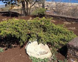 Attēlu rezultāti vaicājumam “Pinus banksiana”