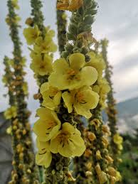 Attēlu rezultāti vaicājumam “Verbascum densiflorum leaf”