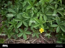 Attēlu rezultāti vaicājumam “Potentilla reptans bud”