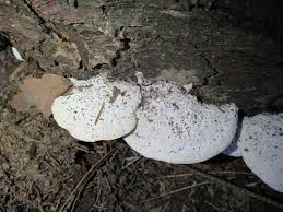 Attēlu rezultāti vaicājumam “Postia stiptica”