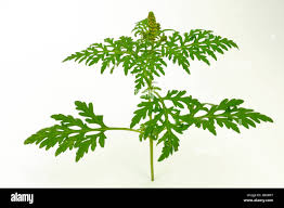 Attēlu rezultāti vaicājumam “Ambrosia artemisiifolia bud”