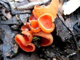 Attēlu rezultāti vaicājumam “Aleuria aurantia”