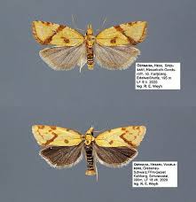 Attēlu rezultāti vaicājumam “Agapeta hamana”