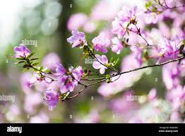 Attēlu rezultāti vaicājumam “Rhododendron sichotense flower”