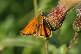 Attēlu rezultāti vaicājumam “Thymelicus lineola”