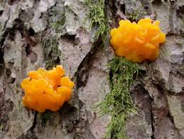 Attēlu rezultāti vaicājumam “Dacrymyces chrysospermus spores”