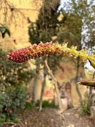 Attēlu rezultāti vaicājumam “Populus simonii”