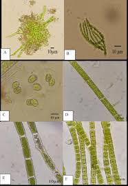 Attēlu rezultāti vaicājumam “Chaetophora pisiformis”