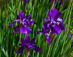 Attēlu rezultāti vaicājumam “Iris sibirica leaf”