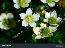 Attēlu rezultāti vaicājumam “Parnassia palustris”